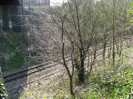after pruning apple tree montpelier railway embankment bristol 