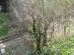before pruning apple tree montpelier railway embankment bristol 