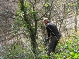 pruning apple tree montpelier railway embankment bristol heath bunting 