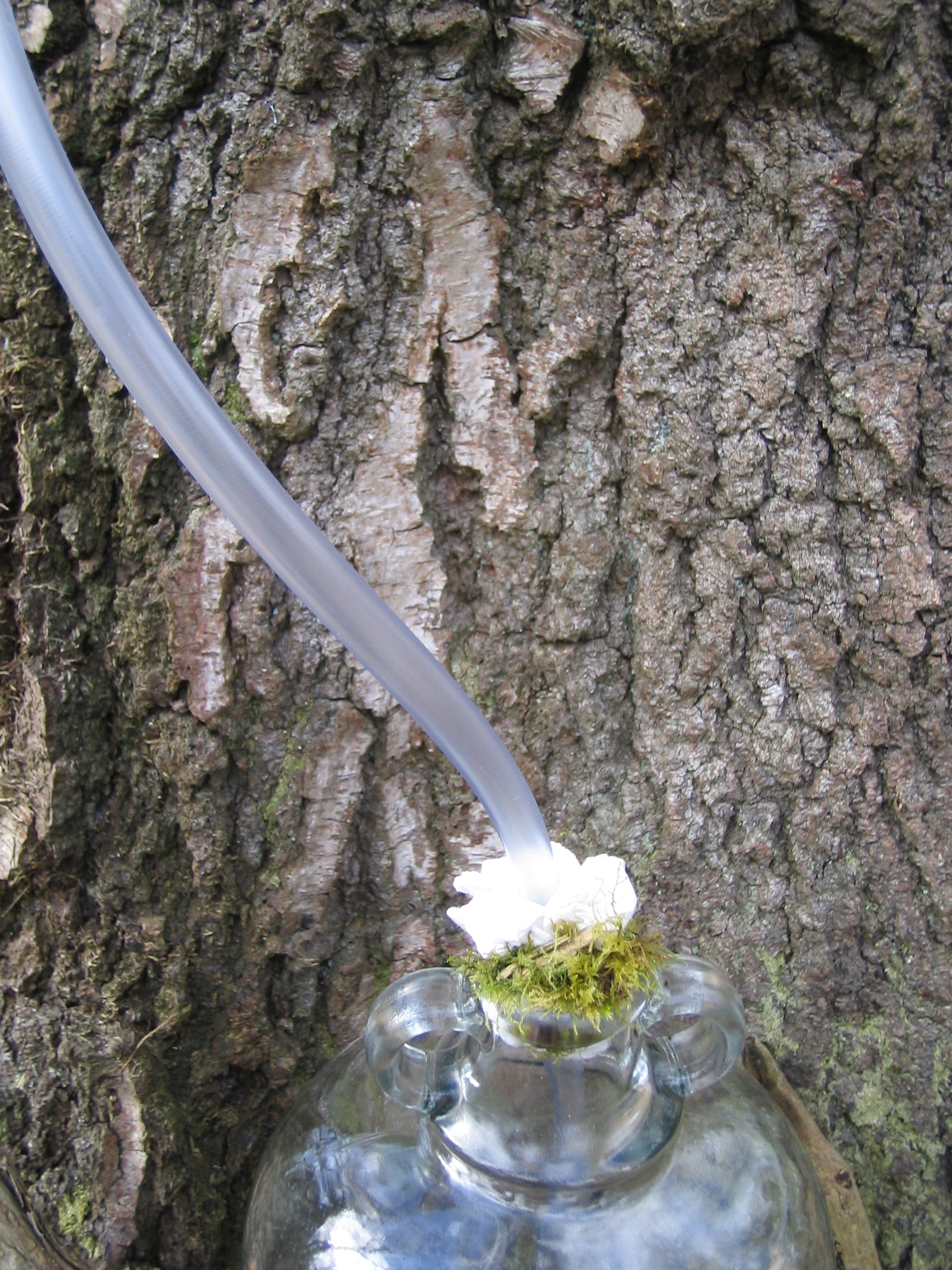 Silver birch sap extraction.