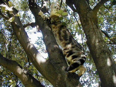 tree climbing day mac