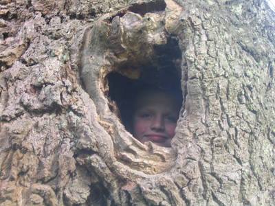 oak tree hollow jake bristol