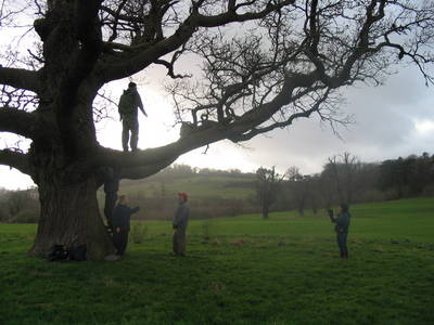 tree climbing day ashton court heath bunting