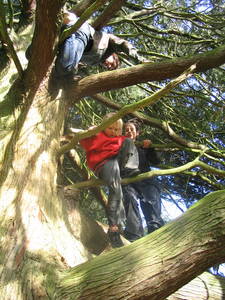 tree climbing day ashton court saul albert marvin koch kayle brandon