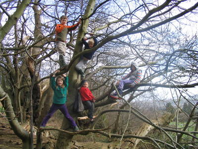 tree climbing event ashton court ewan koch marvin koch