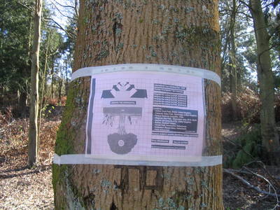 tree poster 