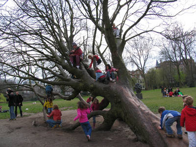tree climbing day vondelpark amsterdam