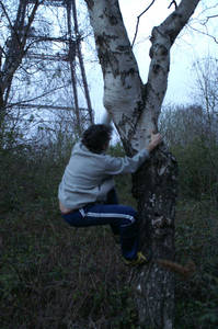 tree climbing day john climbs
