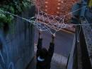 red net model03 marlborough hill bristol04 ( )