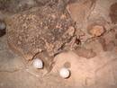 avon gorge headmasters study upper cave spider egg sac, bristol, united kingdom (uk).