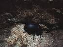 avon gorge st vincents spring cave beetle, bristol, united kingdom (uk).