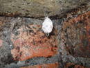 avon gorge st vincents spring cave egg sack, bristol, united kingdom (uk).