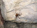 avon gorge st vincents spring cave spider, bristol, united kingdom (uk).