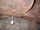 observatory hill cave spider egg sac, bristol, united kingdom (uk).
