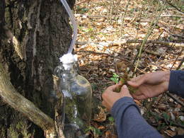 silver birch sap extraction03