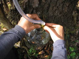 silver birch sap extraction04