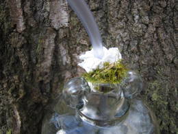 silver birch sap extraction05