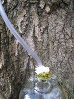 silver birch sap extraction06
