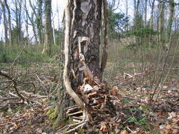 silver birch sap extraction10