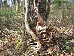 silver birch sap extraction11