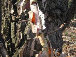 silver birch sap extraction14