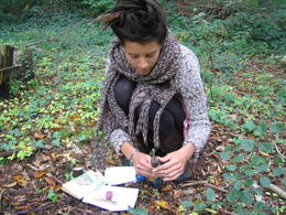 silver birch sap extraction drilling00