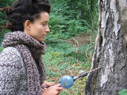 silver birch sap extraction drilling01