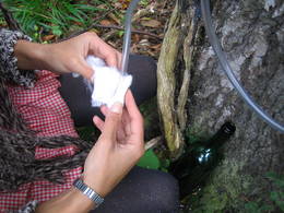 silver birch sap extraction sealing01