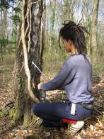 silver birch silver birch sap extraction kayle brandon02