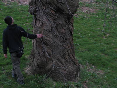 tree climbing day