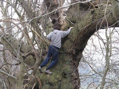 tree climbing day